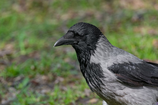 Hooded Crow Corvus cornix sitting on the grass