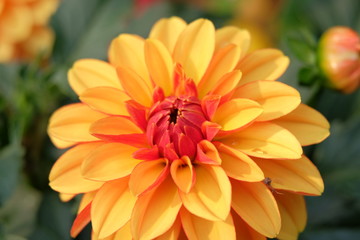 colorful, flower, orange, nature, garden, yellow, macro, plant, bloom, flora, green, petals, flowers, blossom, summer, calendula, beauty, floral, petal, red, daisy, dahlia, spring, closeup, color, fuj