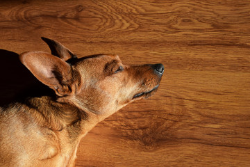 Portrait profile of brown miniature pinscher sleeping on brown floor and warming from sunlight of...