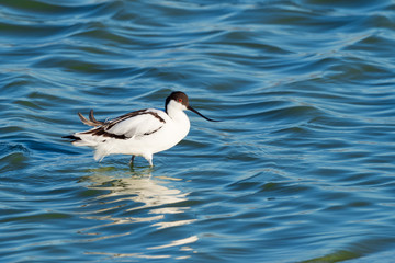 Pied Avocet Wading