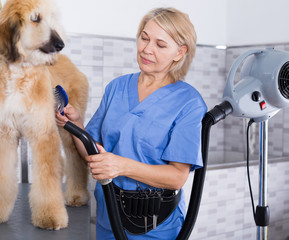 hairdresser professional dries hair by fen dog fur Afghan hound dog in hairdresser for animal