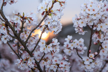 桜