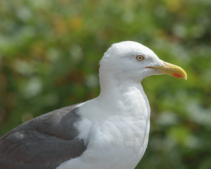 Profile of Adult Seagull, Headshot of Seabird shallow depth of field nature photography