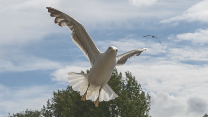 Fototapeta na wymiar Adult Seagull in flight, central view shallow depth of field nature photography