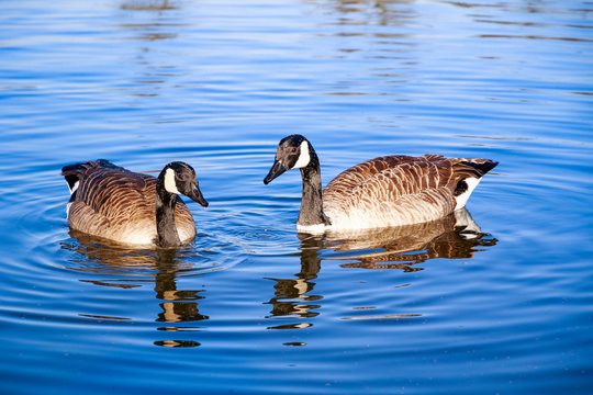 Canada geese swimming in the pond at Bushy Park in London