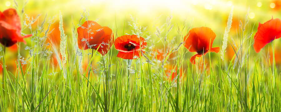Fototapeta mohnblumen wiese panorama