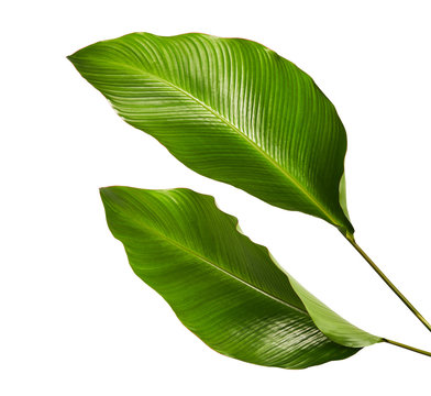 Fototapeta Calathea foliage, Exotic tropical leaf, Large green leaf, isolated on white background with clipping path