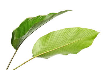 Calathea foliage, Exotic tropical leaf, Large green leaf, isolated on white background with...