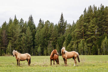 Fototapeta na wymiar three beautiful horses grazing in a forest meadow in the summer