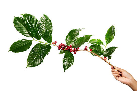 Red coffee beans on a branch of coffee tree with leaves, Ripe and unripe coffee beans isolated on white background with clipping path