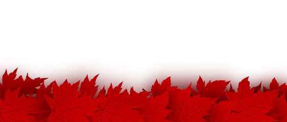 Canada day background design of red maple leaves isolated on white background vector illustration