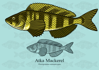 Atka Mackerel. Vector illustration with refined details and optimized stroke that allows the image to be used in small sizes (in packaging design, decoration, educational graphics, etc.)