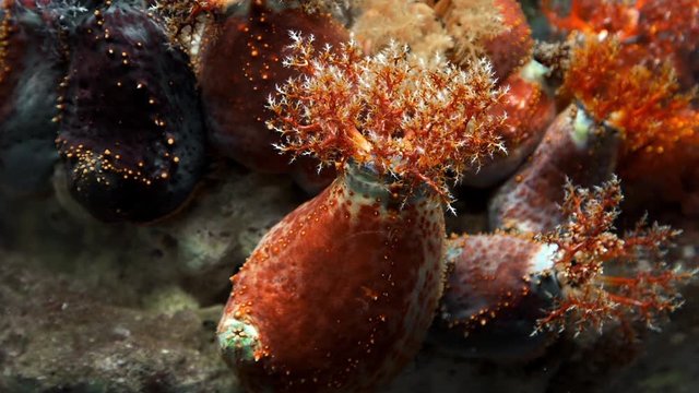 Anemons on the rock reef underwater, underwater sea plants and organisms, colorful water world, corall reef, water species diversity