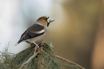 Hawfinch, Coccothraustes coccothraustes