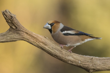Hawfinch, Coccothraustes coccothraustes © Gert Hilbink