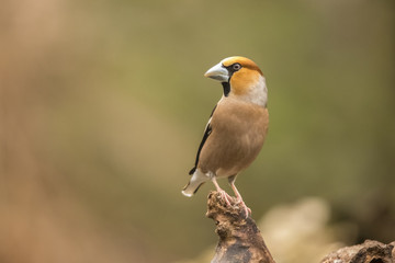 Hawfinch, Coccothraustes coccothraustes