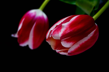 two pink buds with white tulips on black background closeup