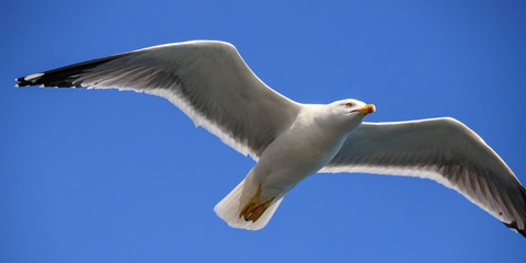 gabbiano in volo