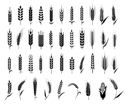 Ears of wheat bread symbols.
