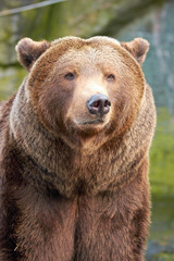 Plakat Brown bear (Ursus arctos)
