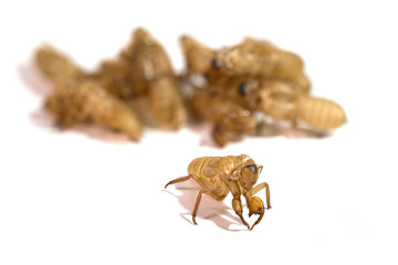 Cicada peel and pile of molting Cicada on white background