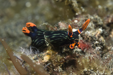 Neonsternschnecke 