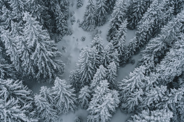 Aerial view of snowy forest in rumania