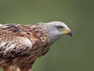 Red kite (Milvus milvus)