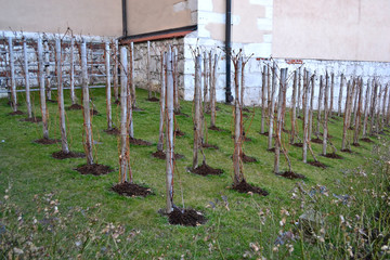 Freshly planted wines in an urban environment