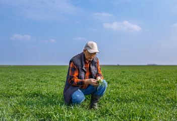 Naklejka na ściany i meble Senior farmer in young wheat field examining crop in his hands.