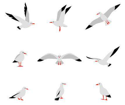 Seabirds. Set of beautiful seagulls in a flat style isolated on white background. Vector set of beautiful seagulls.