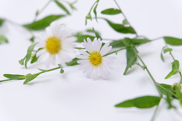 Chamomile garden / white flowers of German chamomile daisy.