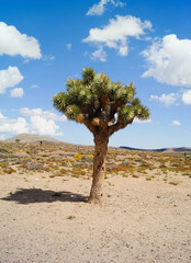 Yucca / Joshua Tree im Death Valley