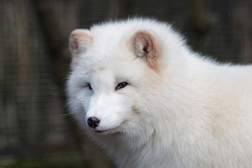 Obraz premium Renard polaire pelage d'hiver en gros plan