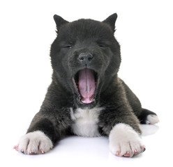 puppy american akita