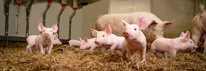 Fotobehang Schweinezucht - Gruppenhaltung von Saugferkeln auf Stroh © Countrypixel