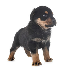 puppy rottweiler in studio