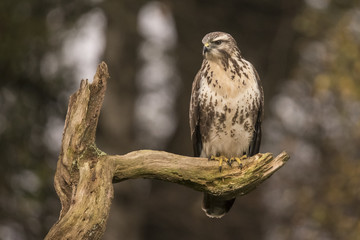 Buzzard, Buteo buteo