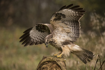 Buzzard, Buteo buteo
