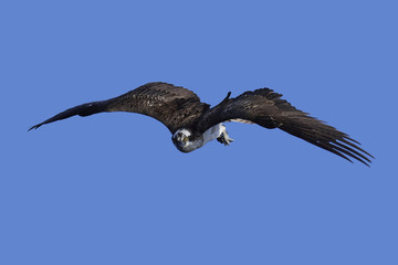 Osprey (Pandion haliaetus)