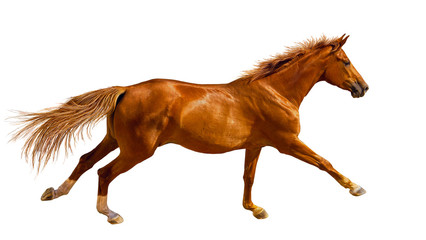 Chestnut young horse is galloping fast in the wild.