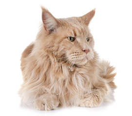 maine coon cat