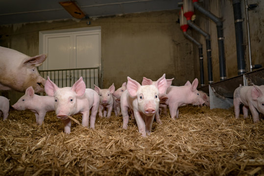 Gruppe niedlicher Saugferkel mit Muttersau im Strohstall