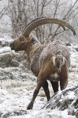 stambecco alpino (Capra ibex)