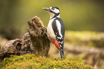 Great Spotted Woodpecker