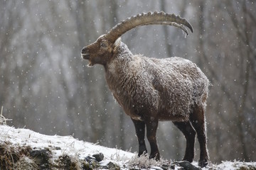 stambecco alpino (Capra ibex)