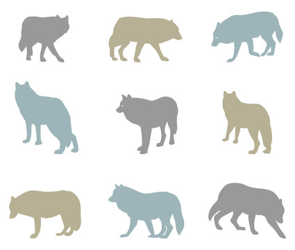 Big vector set of silhouettes of wolves.