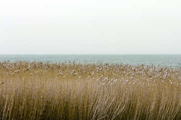 Reeds at Balaton
