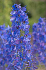 Blühender Rittersporn, Delphinium