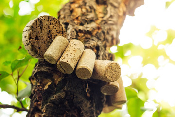 corks hanging on trunk of cork oak